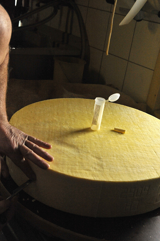 prélèvement pour analyse biologique du gruyère